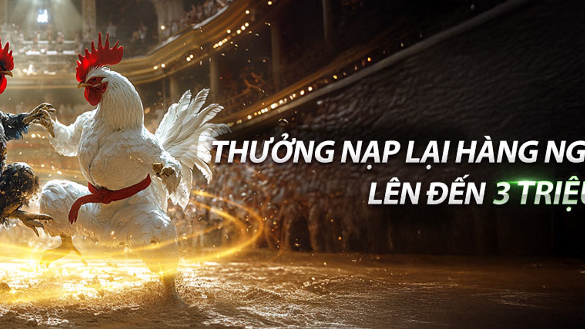 Sân đấu đá gà trực tuyến acb88 sôi động