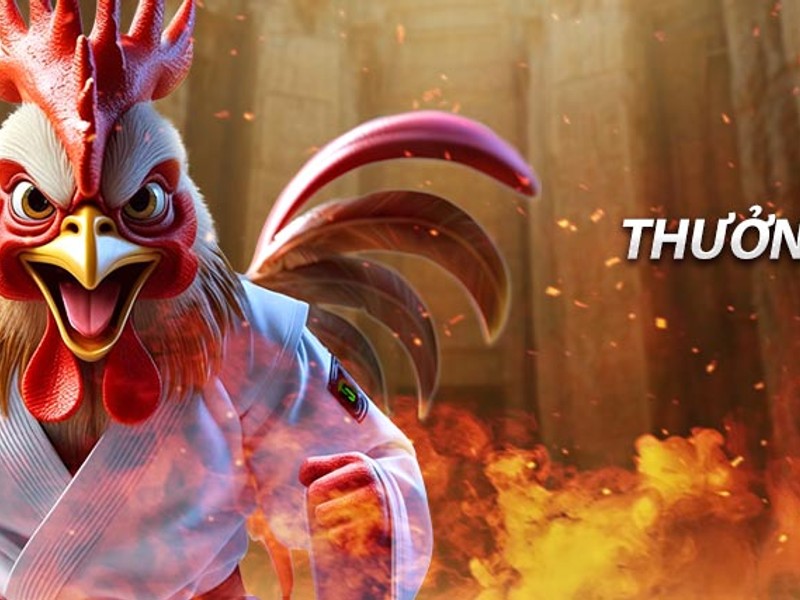 Đá gà trực tiếp acb88